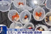 平邑@铲屎官们 养“异宠”或危害国家安全 这些行为违法了