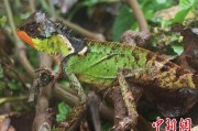 平邑云南南滚河保护区首次发现红唇棘蜥