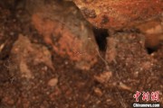 平邑江西发现蜘蛛新物种 为研究呵叻蛛属适应区域提供依据