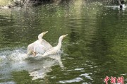 平邑吉林：罕见白鸬鹚连续两年“故地重游”